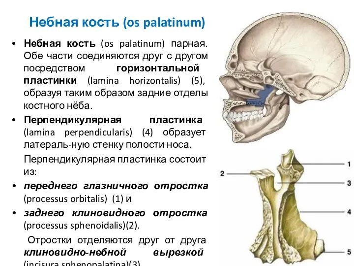 Небная кость (os palatinum) Небная кость (os palatinum) парная. Обе