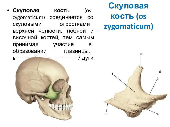Скуловая кость (os zygomaticum) Скуловая кость (os zygomaticum) соединяется со