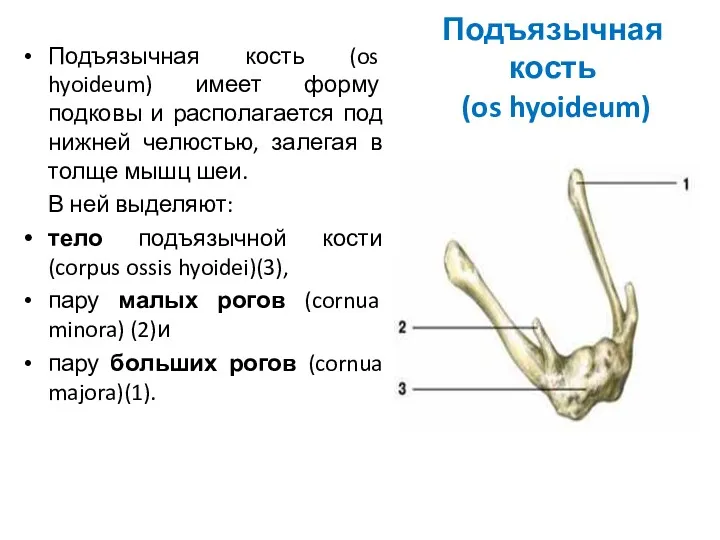 Подъязычная кость (os hyoideum) Подъязычная кость (os hyoideum) имеет форму