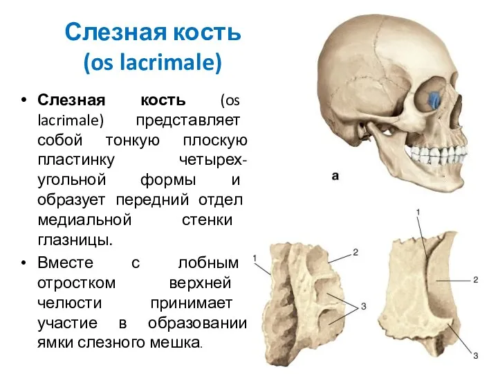 Слезная кость (os lacrimale) Слезная кость (os lacrimale) представляет собой