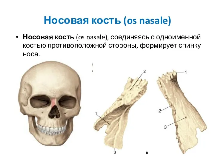 Носовая кость (os nasale) Носовая кость (os nasale), соединяясь с