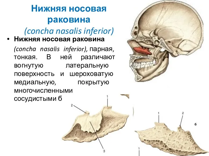 Нижняя носовая раковина (concha nasalis inferior) Нижняя носовая раковина (concha