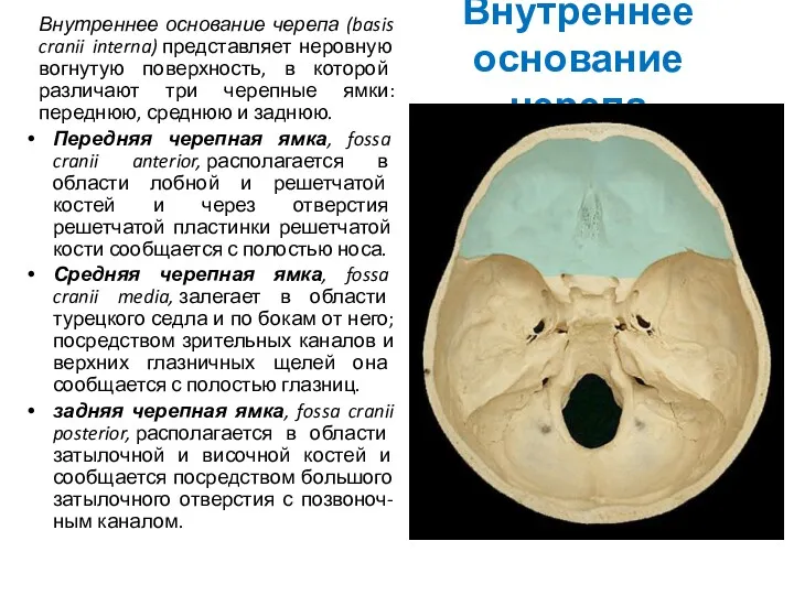 Внутреннее основание черепа Внутреннее основание черепа (basis cranii interna) представляет
