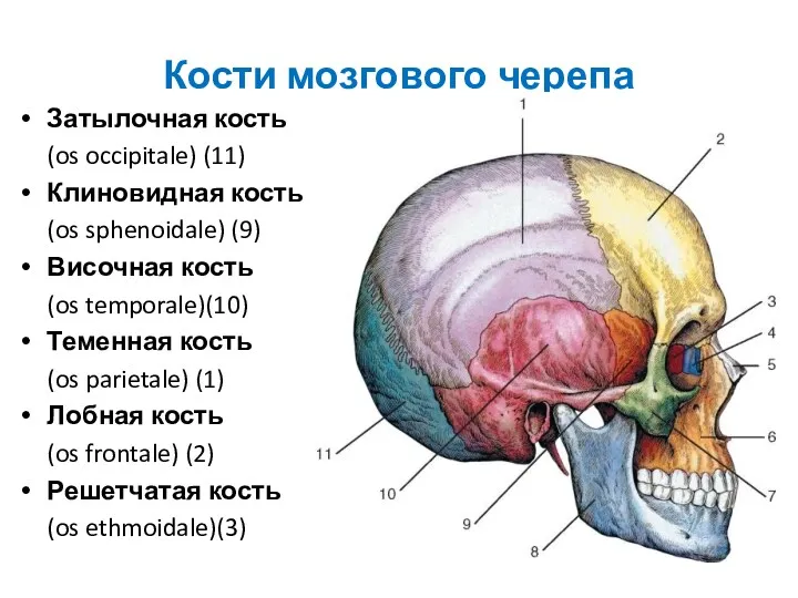 Кости мозгового черепа Затылочная кость (os occipitale) (11) Клиновидная кость
