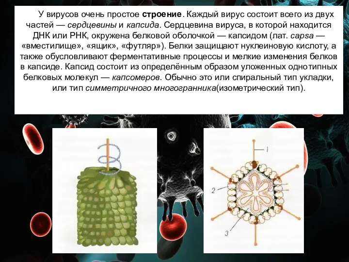 У вирусов очень простое строение. Каждый вирус состоит всего из