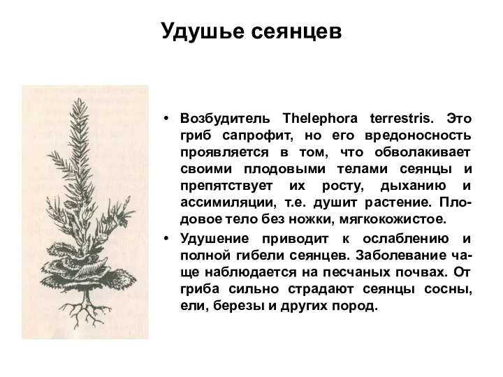 Удушье сеянцев Возбудитель Thelephora terrestris. Это гриб сапрофит, но его вредоносность проявляется в