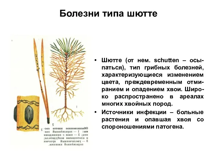 Болезни типа шютте Шютте (от нем. schutten – осы-паться), тип грибных болезней, характеризующиеся