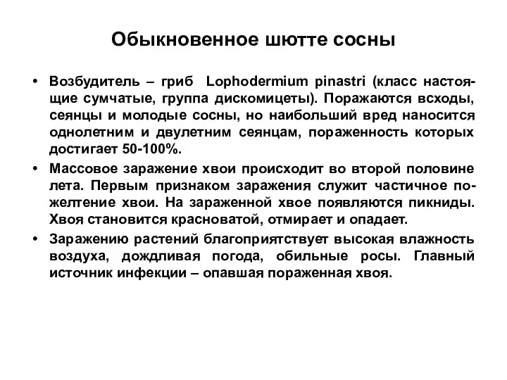 Обыкновенное шютте сосны Возбудитель – гриб Lophodermium pinastri (класс настоя-щие сумчатые, группа дискомицеты).