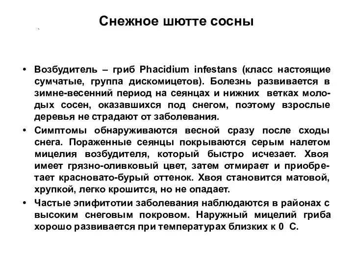 Cнежное шютте сосны Возбудитель – гриб Phacidium infestans (класс настоящие сумчатые, группа дискомицетов).
