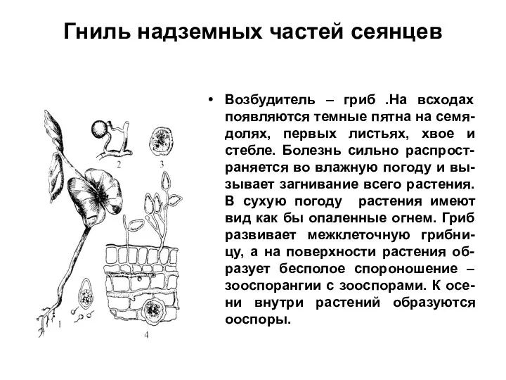 Гниль надземных частей сеянцев Возбудитель – гриб .На всходах появляются