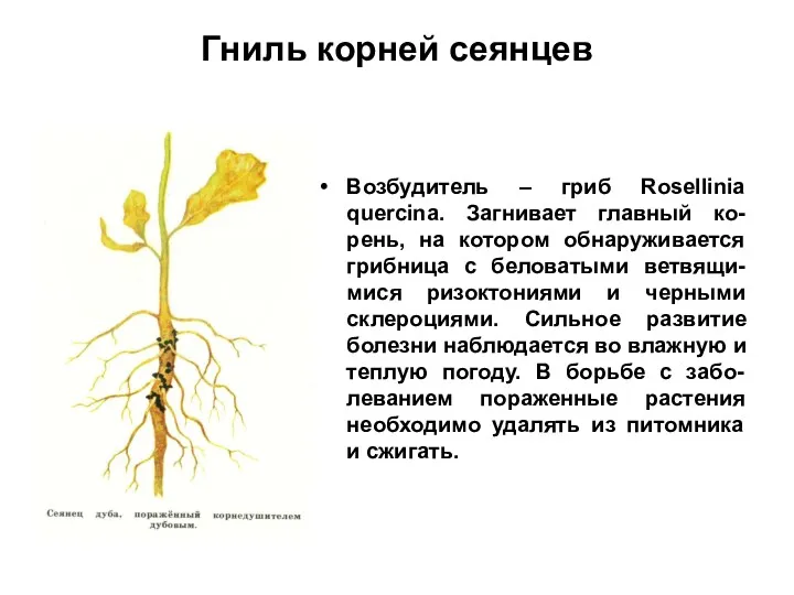 Гниль корней сеянцев Возбудитель – гриб Rosellinia quercina. Загнивает главный ко-рень, на котором