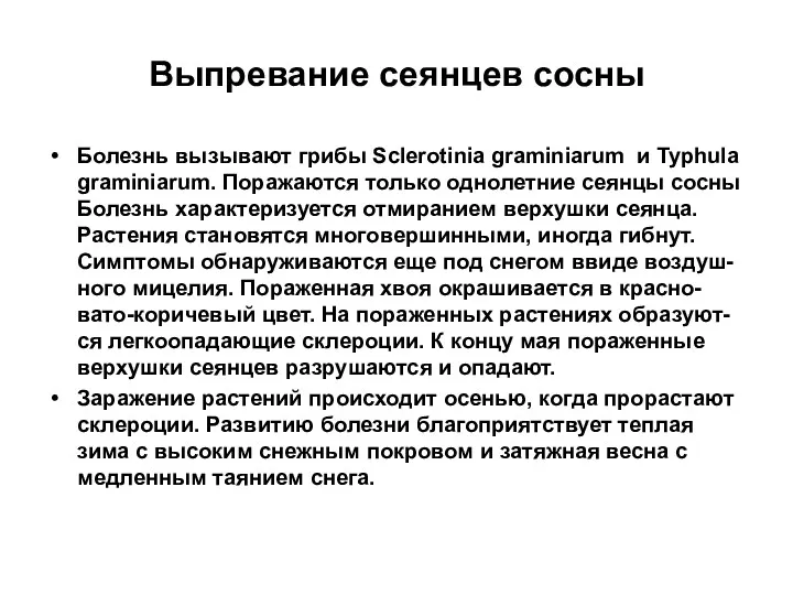 Выпревание сеянцев сосны Болезнь вызывают грибы Sclerotinia graminiarum и Typhula graminiarum. Поражаются только