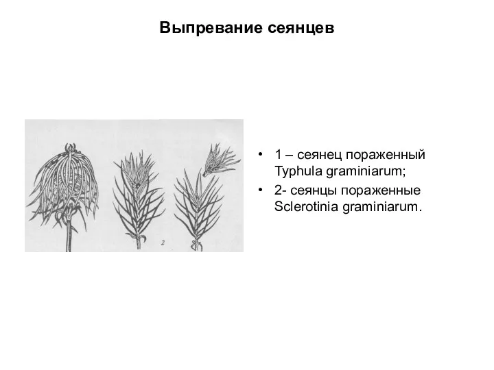 Выпревание сеянцев 1 – сеянец пораженный Typhula graminiarum; 2- сеянцы пораженные Sclerotinia graminiarum.