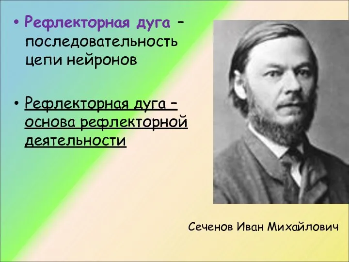 Рефлекторная дуга – последовательность цепи нейронов Рефлекторная дуга – основа рефлекторной деятельности Сеченов Иван Михайлович