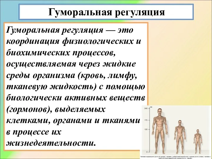 Гуморальная регуляция Гуморальная регуляция — это координация физиологических и биохимических