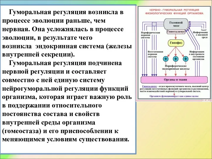 Гуморальная регуляция возникла в процессе эволюции раньше, чем нервная. Она