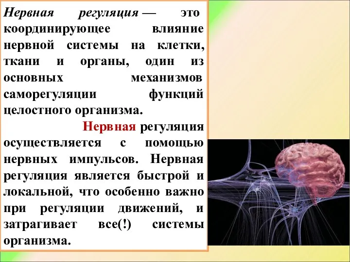 Нервная регуляция — это координирующее влияние нервной системы на клетки,