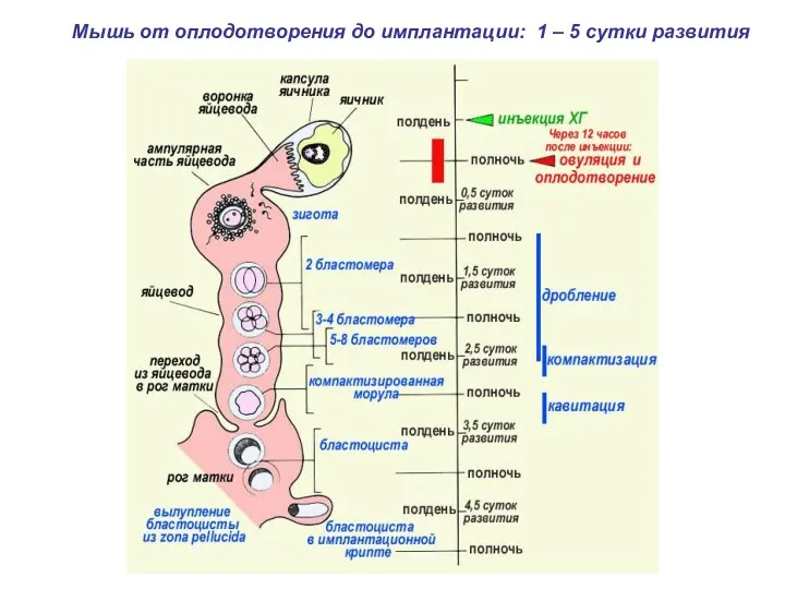 Мышь от оплодотворения до имплантации: 1 – 5 сутки развития