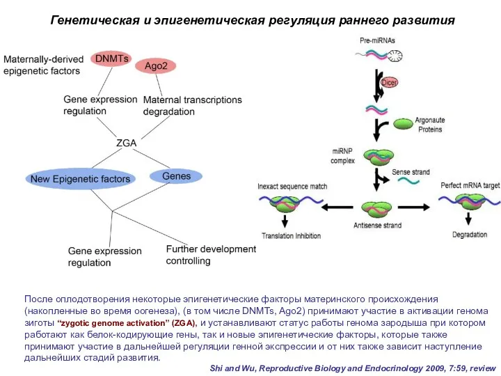 После оплодотворения некоторые эпигенетические факторы материнского происхождения (накопленные во время