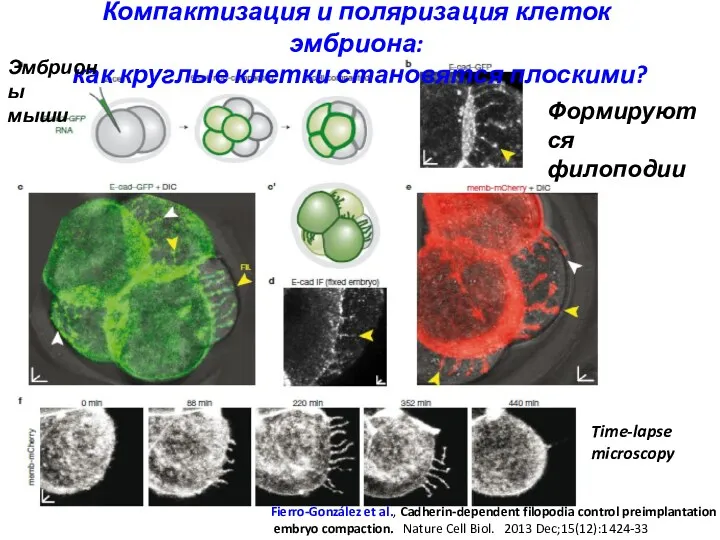 Компактизация и поляризация клеток эмбриона: как круглые клетки становятся плоскими?