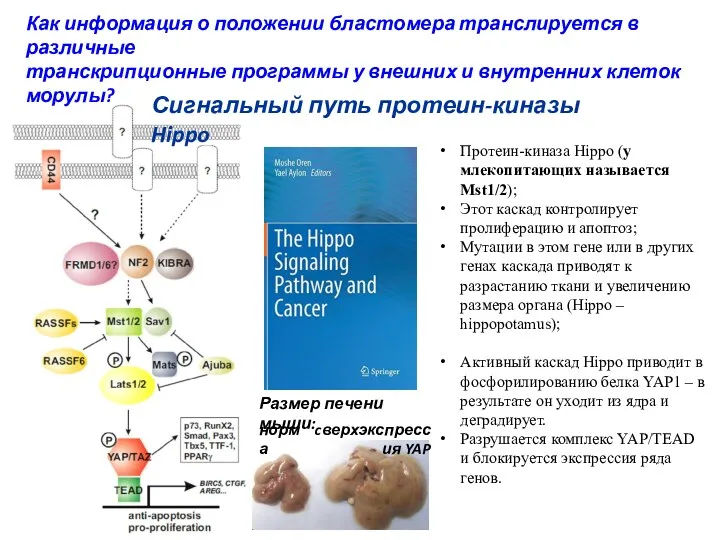 Протеин-киназа Hippo (у млекопитающих называется Mst1/2); Этот каскад контролирует пролиферацию