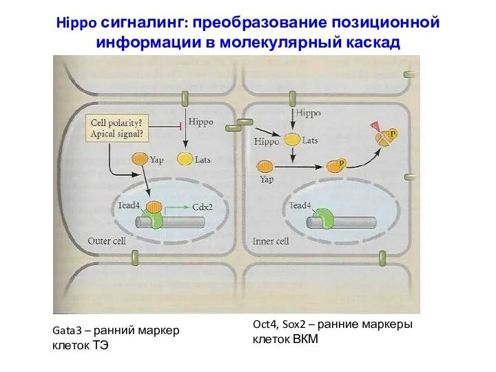 Hippo сигналинг: преобразование позиционной информации в молекулярный каскад Gata3 –