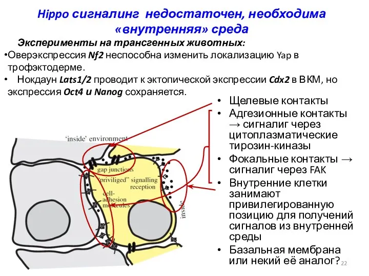 Hippo сигналинг недостаточен, необходима «внутренняя» среда Щелевые контакты Адгезионные контакты