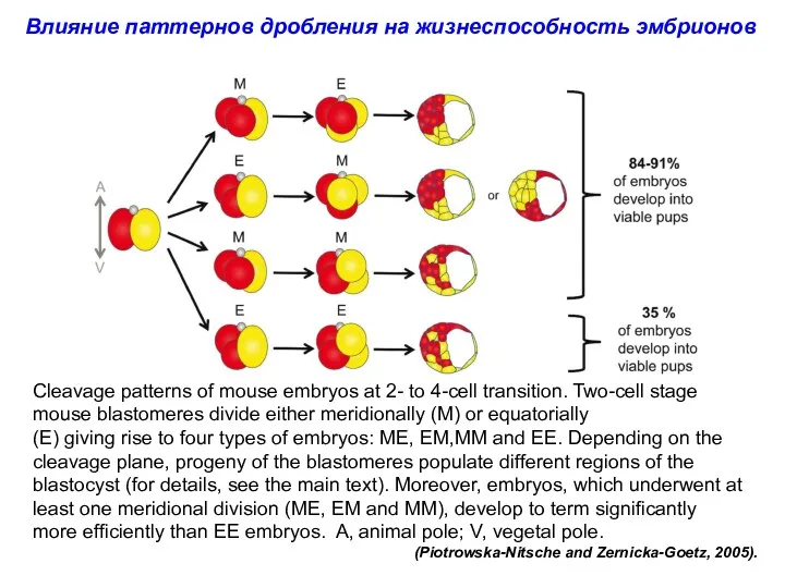 Cleavage patterns of mouse embryos at 2- to 4-cell transition.