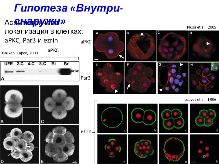 Асимметричная локализация в клетках: aPKC, Par3 и ezrin ezrin aPKC
