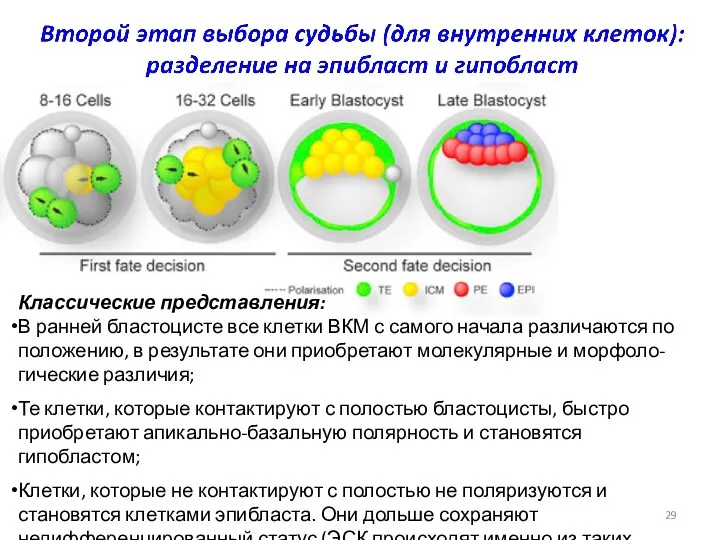 Классические представления: В ранней бластоцисте все клетки ВКМ с самого