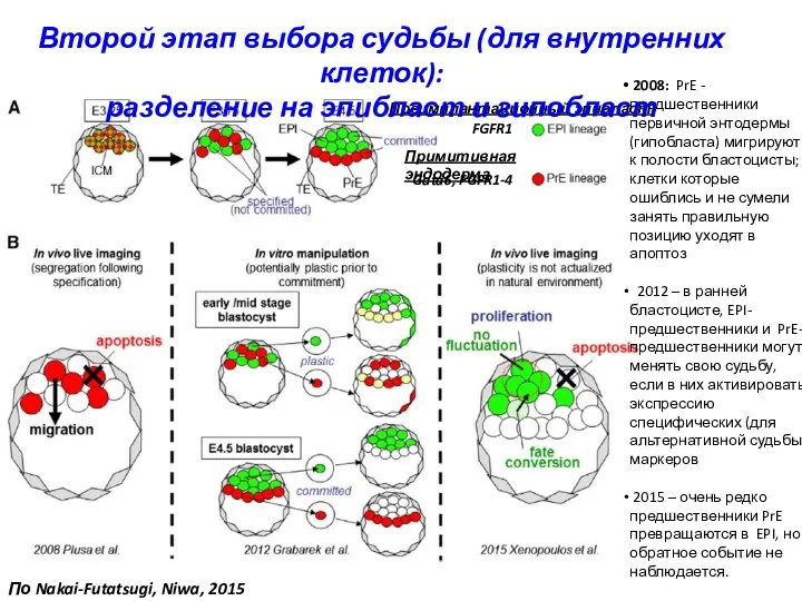 FGFR1 Gata6, FGFR1-4 Преимплантационный эпибласт Примитивная эндодерма 2008: PrE -