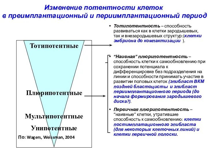 Тотипотентность – способность развиваться как в клетки зародышевых, так и