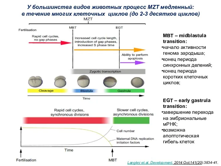 У большинства видов животных процесс MZT медленный: в течение многих