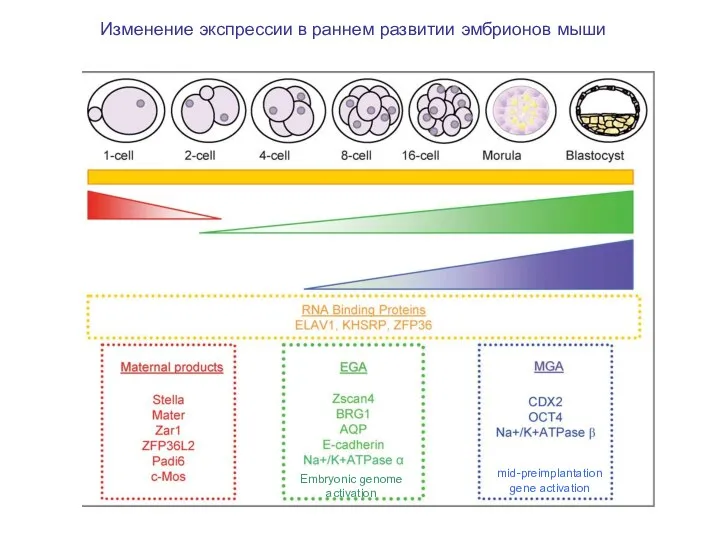Изменение экспрессии в раннем развитии эмбрионов мыши