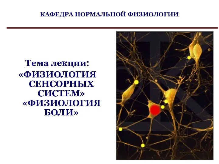 КАФЕДРА НОРМАЛЬНОЙ ФИЗИОЛОГИИ Тема лекции: «ФИЗИОЛОГИЯ СЕНСОРНЫХ СИСТЕМ» «ФИЗИОЛОГИЯ БОЛИ»