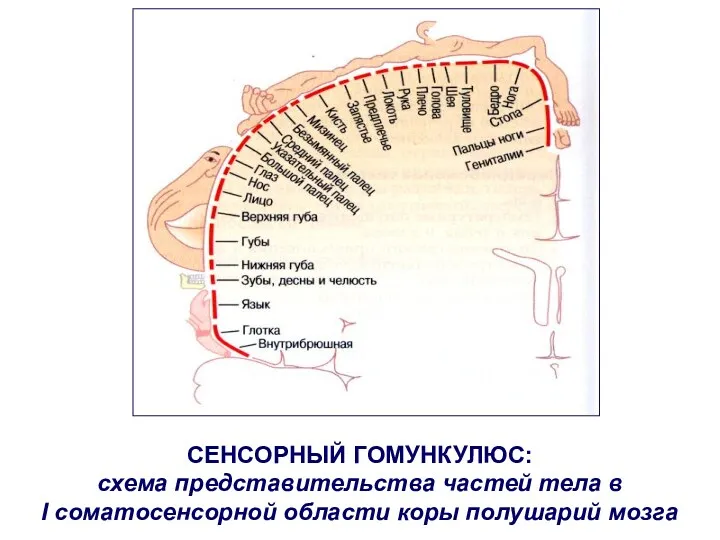 СЕНСОРНЫЙ ГОМУНКУЛЮС: схема представительства частей тела в I соматосенсорной области коры полушарий мозга