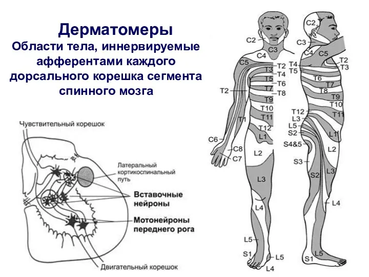 Дерматомеры Области тела, иннервируемые афферентами каждого дорсального корешка сегмента спинного мозга