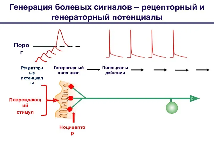 Рецепторные потенциалы Генераторный потенциал Порог Потенциалы действия Генерация болевых сигналов – рецепторный и генераторный потенциалы