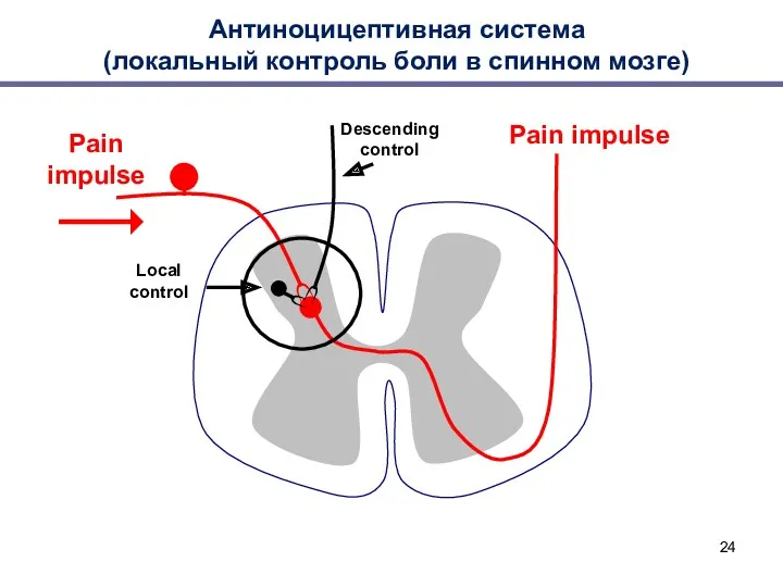Антиноцицептивная система (локальный контроль боли в спинном мозге) Pain impulse Pain impulse