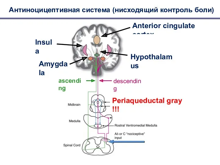Антиноцицептивная система (нисходящий контроль боли) Insula Anterior cingulate cortex Amygdala Hypothalamus descending ascending Periaqueductal gray !!!