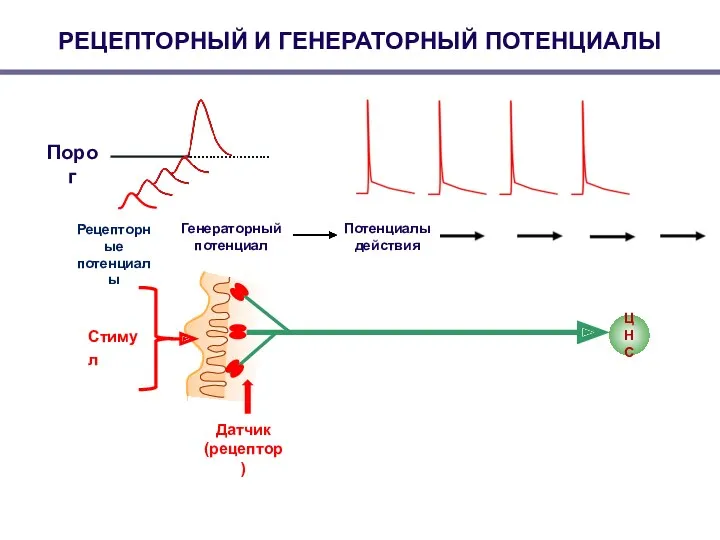 РЕЦЕПТОРНЫЙ И ГЕНЕРАТОРНЫЙ ПОТЕНЦИАЛЫ ЦНС Рецепторные потенциалы Генераторный потенциал Порог Потенциалы действия