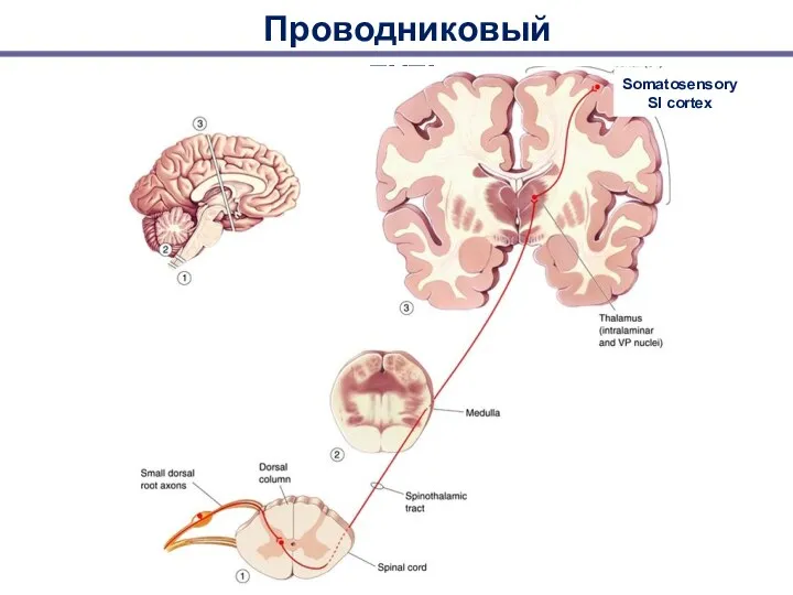 Проводниковый путь Somatosensory SI cortex