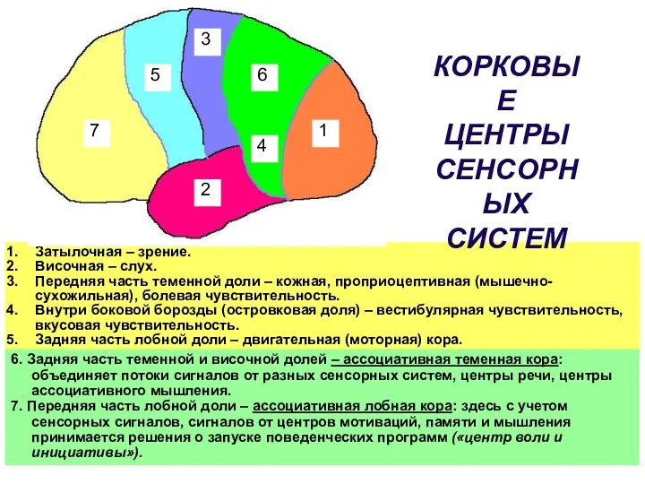 Затылочная – зрение. Височная – слух. Передняя часть теменной доли