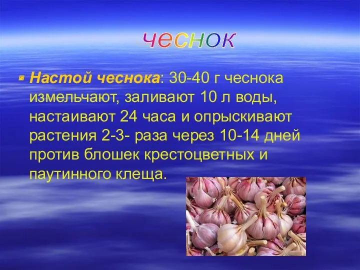 Настой чеснока: 30-40 г чеснока измельчают, заливают 10 л воды,