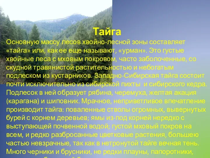 Тайга Основную массу лесов хвойно-лесной зоны составляет «тайга» или, как