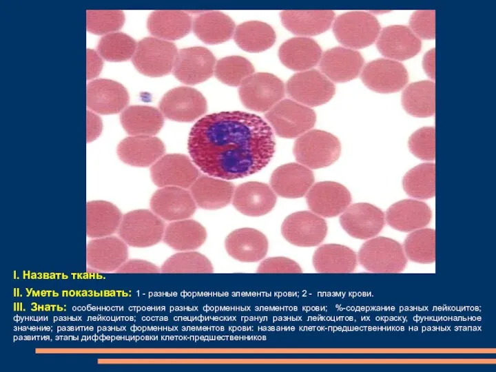 I. Назвать ткань. II. Уметь показывать: 1 - разные форменные элементы крови; 2