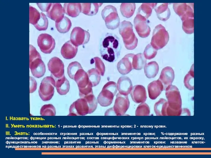 I. Назвать ткань. II. Уметь показывать: 1 - разные форменные элементы крови; 2