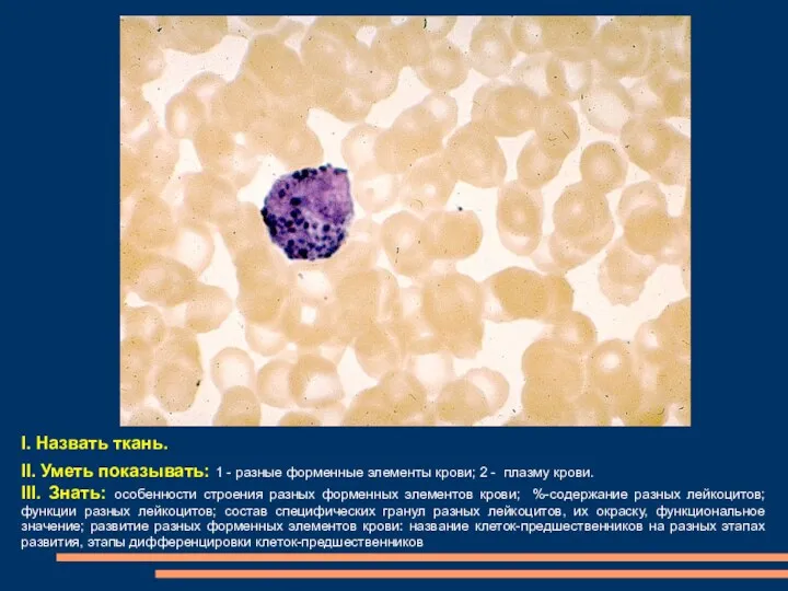 I. Назвать ткань. II. Уметь показывать: 1 - разные форменные элементы крови; 2