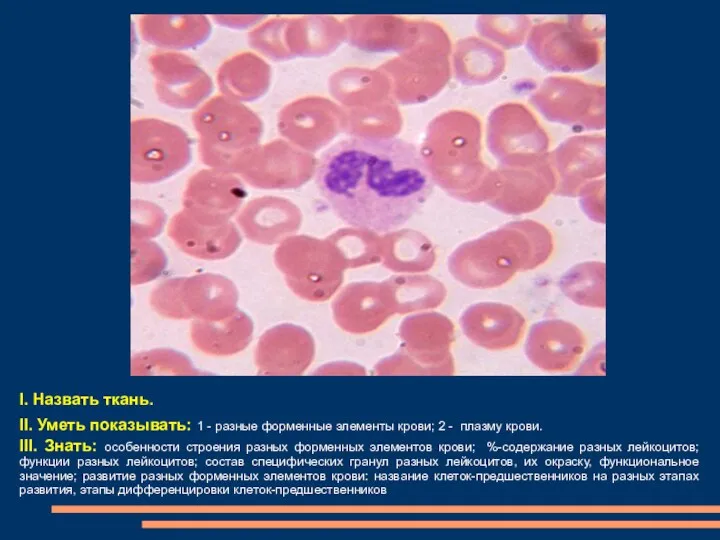 I. Назвать ткань. II. Уметь показывать: 1 - разные форменные элементы крови; 2