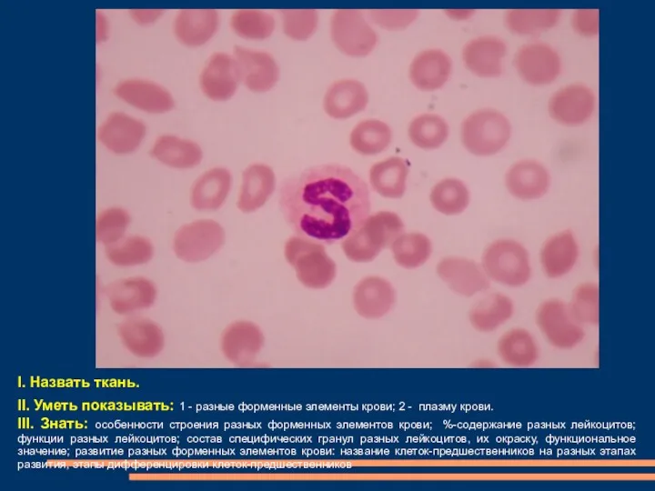 I. Назвать ткань. II. Уметь показывать: 1 - разные форменные элементы крови; 2